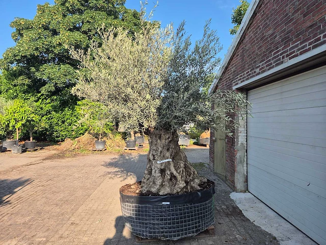 Olijfboom xl - olea europaea - 200 jaar oud - hoogte ca. 300 cm - afbeelding 4 van  7