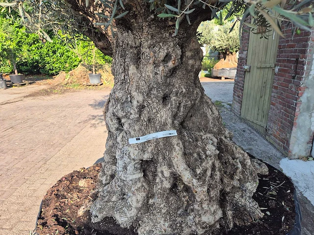 Olijfboom xl - olea europaea - 200 jaar oud - hoogte ca. 300 cm - afbeelding 5 van  7