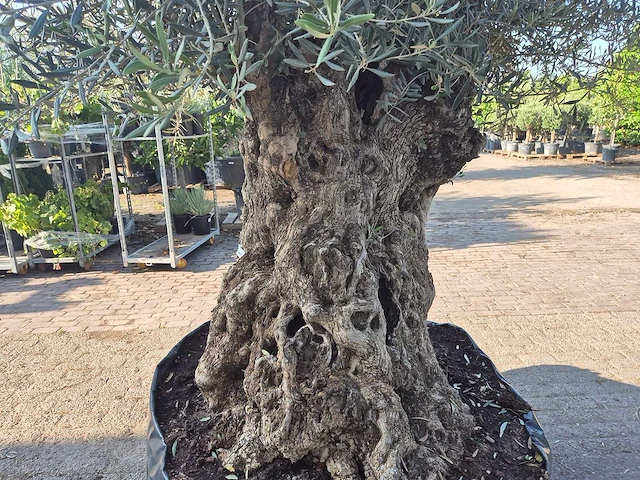 Olijfboom xl - olea europaea - 200 jaar oud - hoogte ca. 300 cm - afbeelding 6 van  7