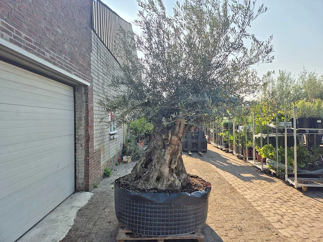 Olijfboom xl - olea europaea - 200 jaar oud - hoogte ca. 300 cm - afbeelding 7 van  7