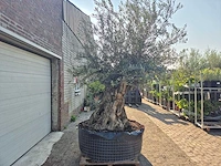 Olijfboom xl - olea europaea - 200 jaar oud - hoogte ca. 300 cm - afbeelding 7 van  7