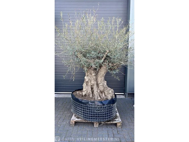 Olijfboom xxl hoogte 230 cm stamomtrek 160 cm - afbeelding 1 van  1
