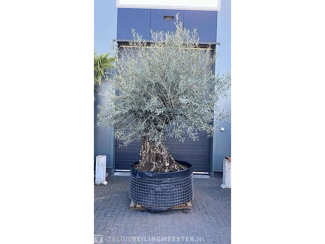 Olijfboom xxl hoogte 350 cm stamomtrek 100 cm - afbeelding 1 van  1