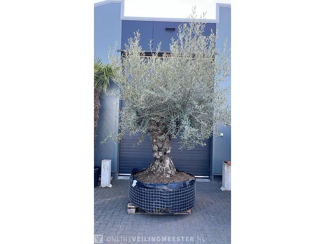 Olijfboom xxl hoogte 350 cm - afbeelding 1 van  1