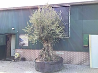 Olijfboom - afbeelding 1 van  11
