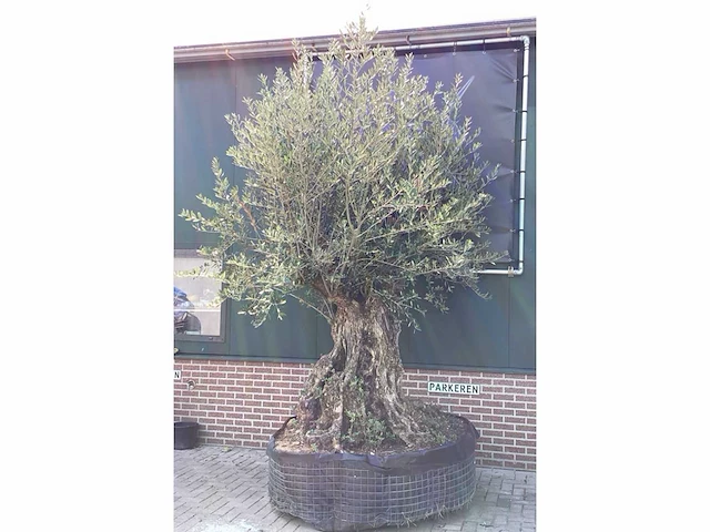 Olijfboom - afbeelding 4 van  11