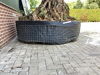 Olijfboom - afbeelding 9 van  11
