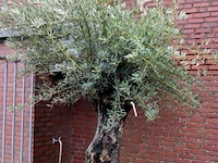 Olijfboom - afbeelding 1 van  6