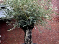Olijfboom - afbeelding 2 van  6