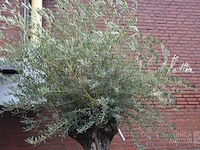 Olijfboom - afbeelding 3 van  6