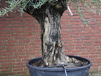 Olijfboom - afbeelding 4 van  6
