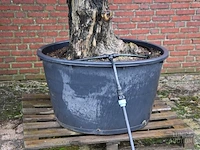 Olijfboom - afbeelding 5 van  6