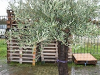 Olijfboom - afbeelding 5 van  5