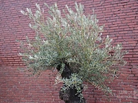 Olijfboom - afbeelding 2 van  4