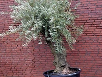 Olijfboom