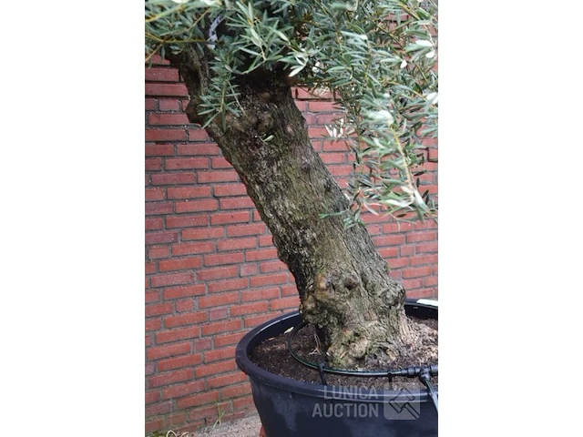 Olijfboom - afbeelding 4 van  7