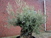 Olijfboom - afbeelding 2 van  5