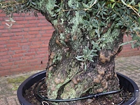 Olijfboom - afbeelding 3 van  5