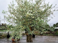 Olijfboom - afbeelding 2 van  6
