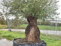 Olijfboom - afbeelding 1 van  6