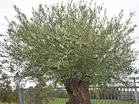 Olijfboom - afbeelding 3 van  6