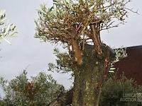 Olijfboom - afbeelding 3 van  6
