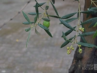 Olijfboom - afbeelding 2 van  6
