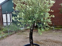 Olijfboom - afbeelding 1 van  5