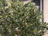 Olive tree kunstplant (280cm hoog) - afbeelding 4 van  20
