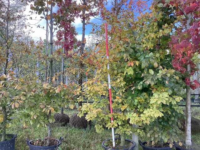 Oosterse beuk - parkboom - afbeelding 1 van  3
