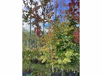Oosterse beuk - parkboom - afbeelding 2 van  3