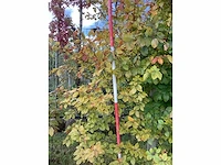 Oosterse beuk - parkboom - afbeelding 3 van  3