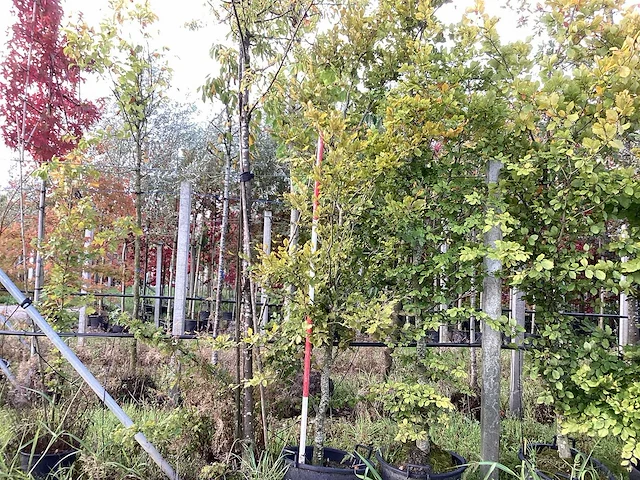 Oosterse beuk - sierboom - afbeelding 1 van  4