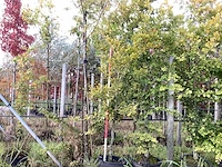 Oosterse beuk - sierboom - afbeelding 1 van  4