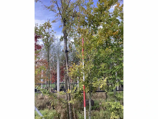 Oosterse beuk - sierboom - afbeelding 2 van  4