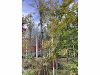 Oosterse beuk - sierboom - afbeelding 2 van  4