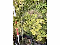 Oosterse beuk - sierboom - afbeelding 3 van  4