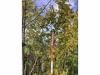 Oosterse beuk - sierboom - afbeelding 4 van  4