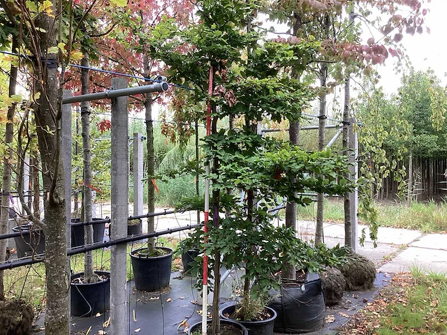 Oosterse beuk - vormboom - afbeelding 1 van  3