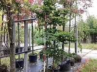 Oosterse beuk - vormboom - afbeelding 1 van  3
