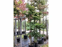 Oosterse beuk - vormboom - afbeelding 2 van  3