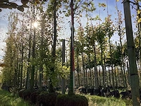 Oosterse plataan - parkboom - afbeelding 1 van  3