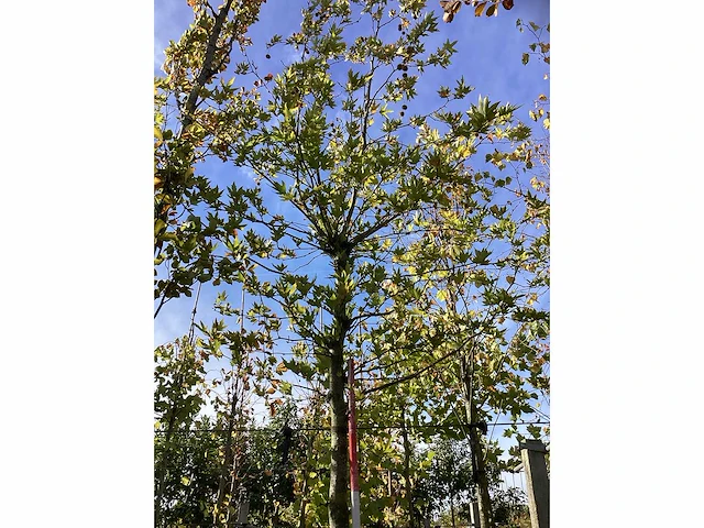 Oosterse plataan - parkboom - afbeelding 2 van  3