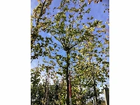 Oosterse plataan - parkboom - afbeelding 2 van  3