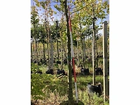 Oosterse plataan - parkboom - afbeelding 3 van  3
