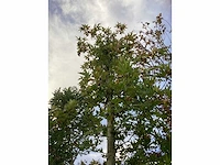 Oosterse plataan - vormboom - afbeelding 3 van  4