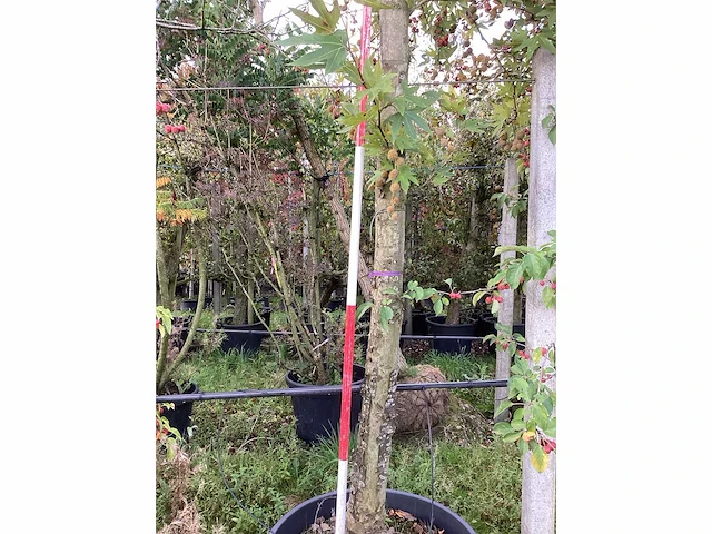 Oosterse plataan - vormboom - afbeelding 4 van  4