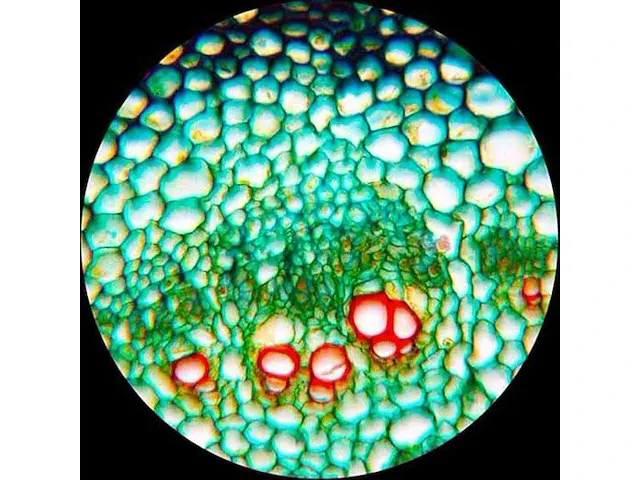 Opbergdoos met 100 microscoop dekglaasjes met verschillende platen,dieren,… - afbeelding 3 van  4