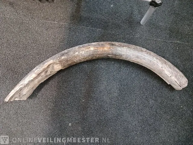 Origineel deel slagtand mammoet - afbeelding 1 van  4