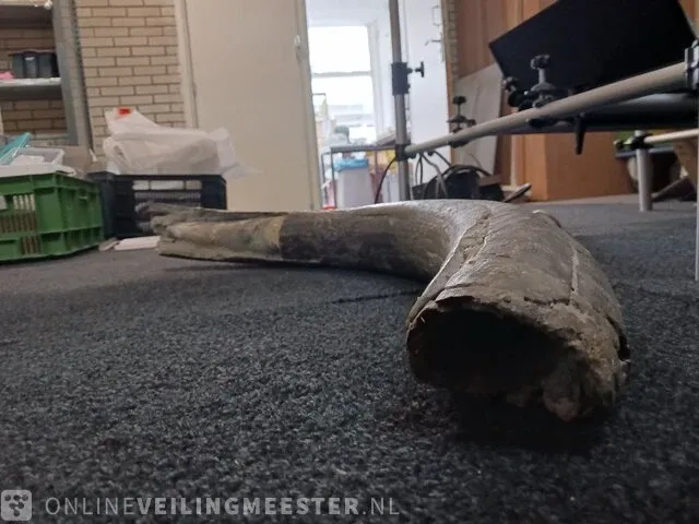 Origineel deel slagtand mammoet - afbeelding 3 van  4
